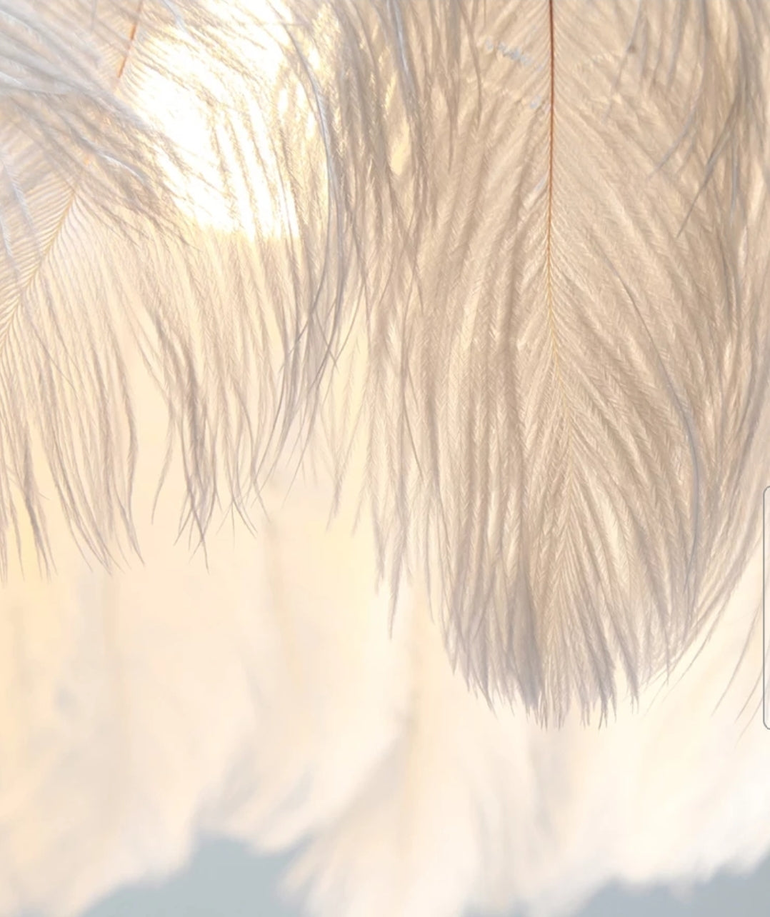 Lampa Sufitowa Z Piórami Boho App662 Złota  4